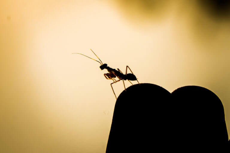 Light Shines In Darkness – Silhouette Photography