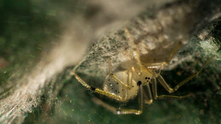 Spiders-The Web Shooters