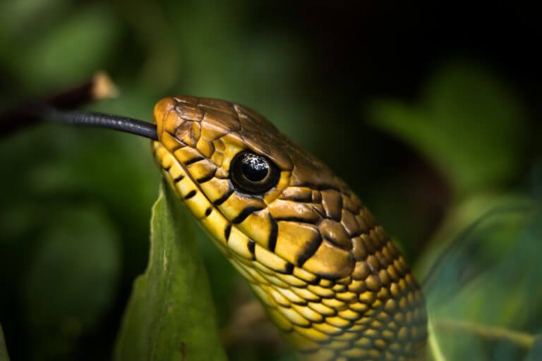 snake photos photomentor