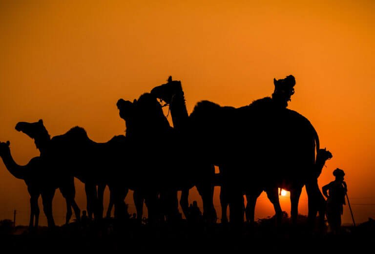 Pushkar Camel Fair: An Untold Story