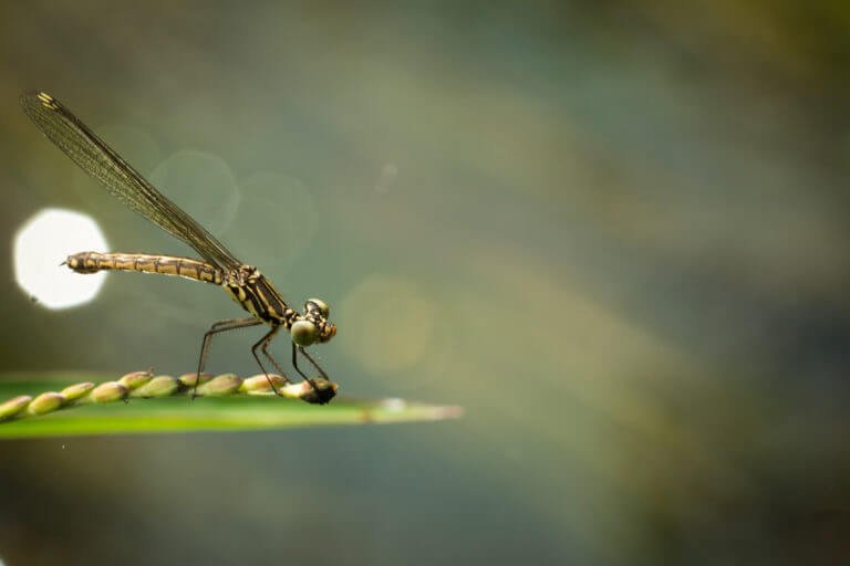 Miniature World – Insects Photography