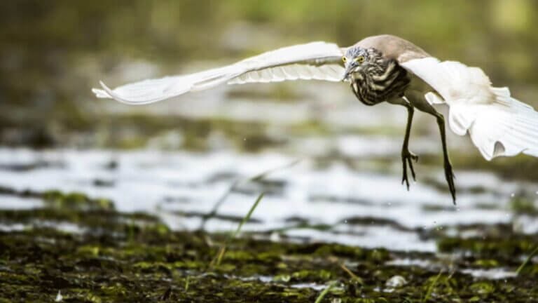 Start Camera Action – Bird Sequence