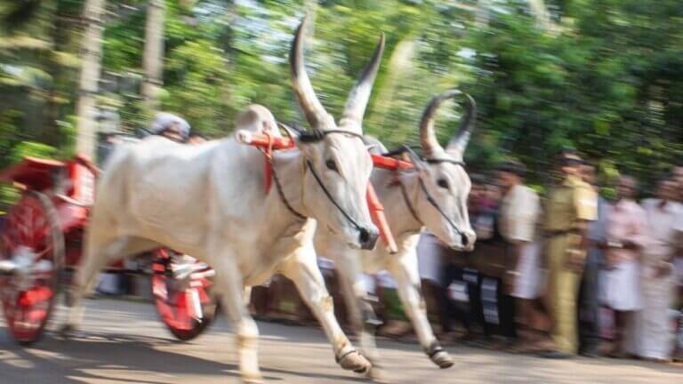 Bullock Cart Race – Kerala