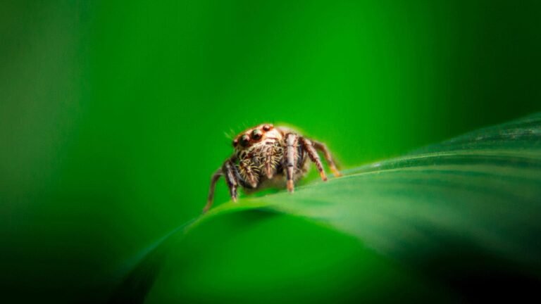 Life Beneath The Green