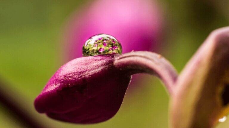Evince of a Globule