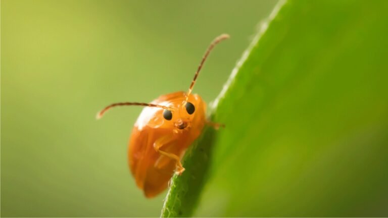 The Macro Zone – Insect Photography