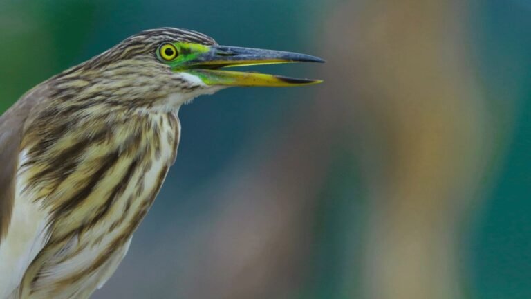 Pilgrims of Heaven – Bird Photography