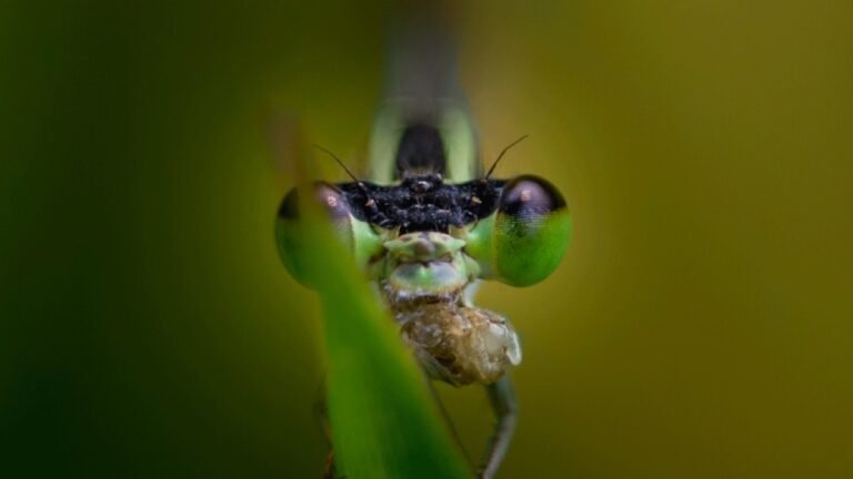Rebel Hearts of Insect World