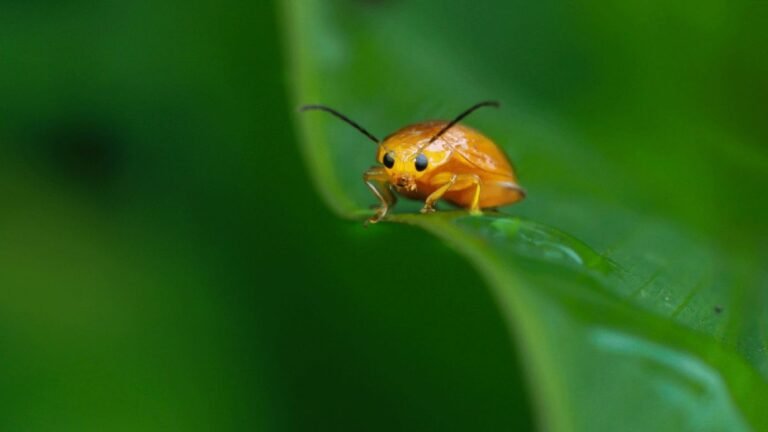 Heart of Nature – Macro Photography