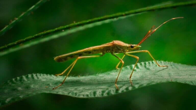 Magic World of Insects