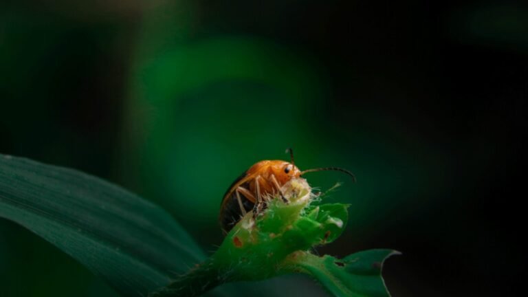 Unseen Tiny Wonders -Insect Photography