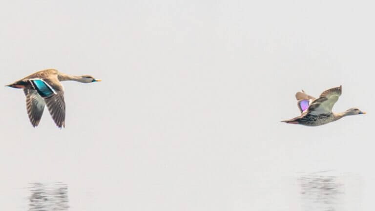 best birds photography in india by bharathimurugan