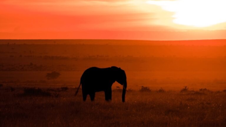 Into The Wild Africa – Wild Animals Portrayed