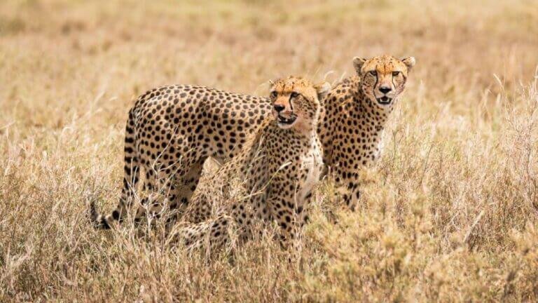 ultimate guide to wildlifephotography