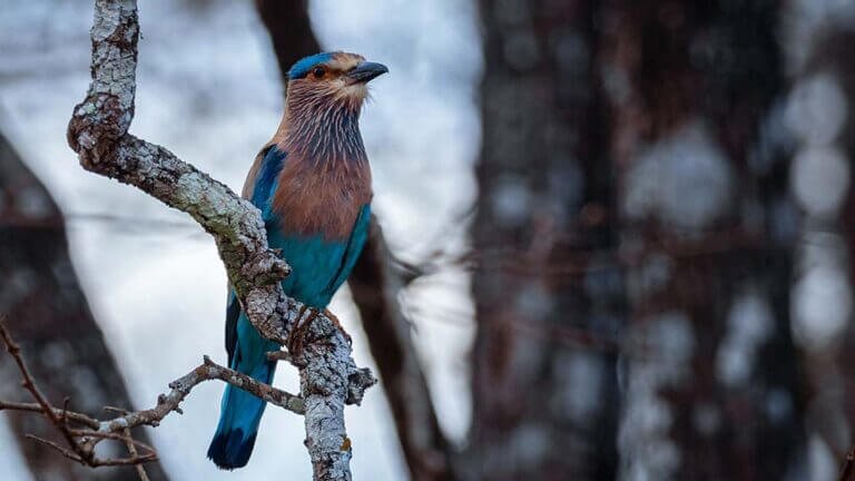 nature’s favour barbarity by srikanth chauhan