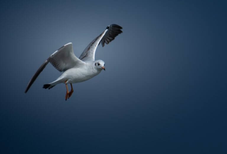 birds photography images