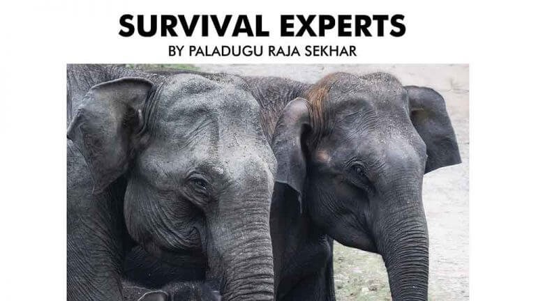 survival experts portfolio front cover