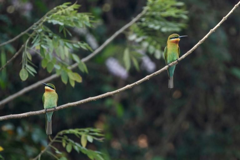 Messengers of nature