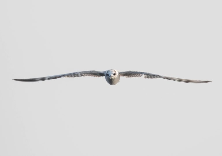 Wings of Aves