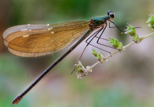 Creatures On The Earth