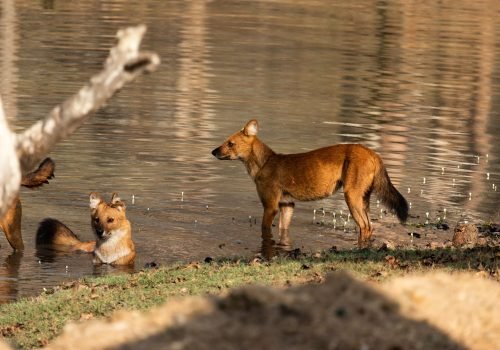 Wild Kingdom