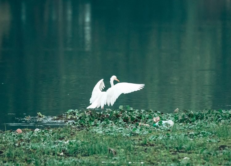 The Landing Egret