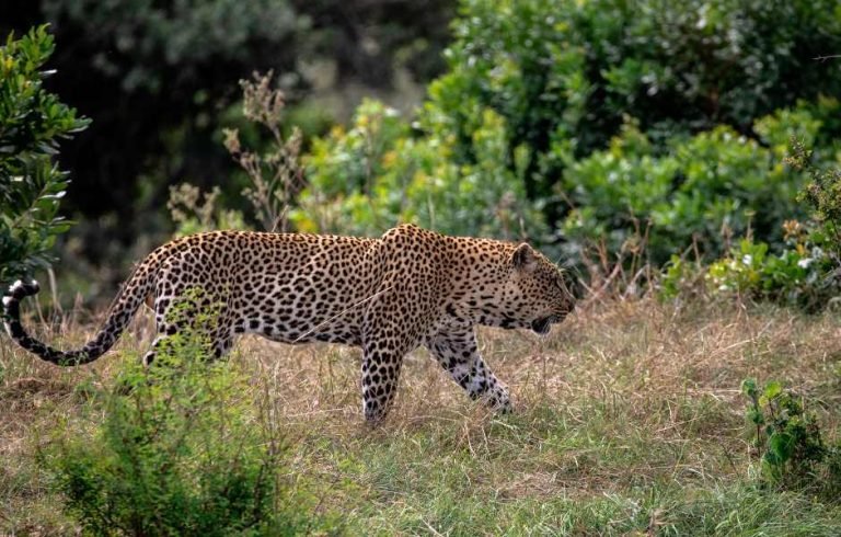 THE BIG CATS