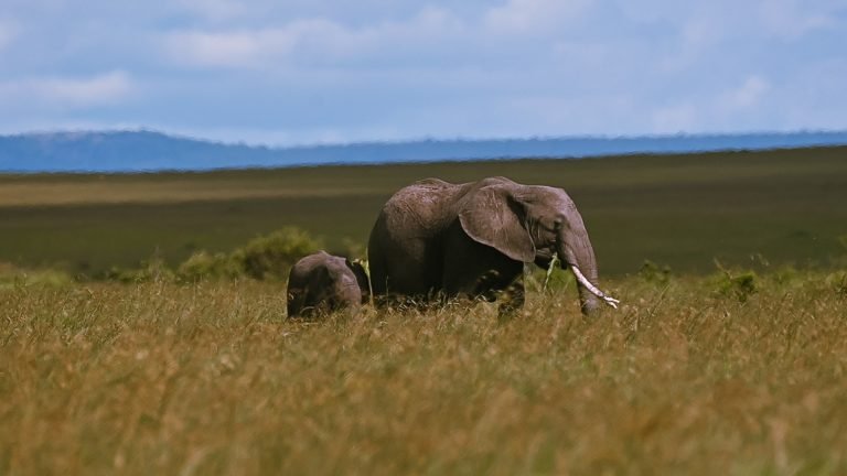 Tembo