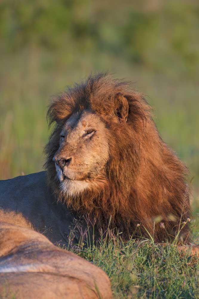 Simba