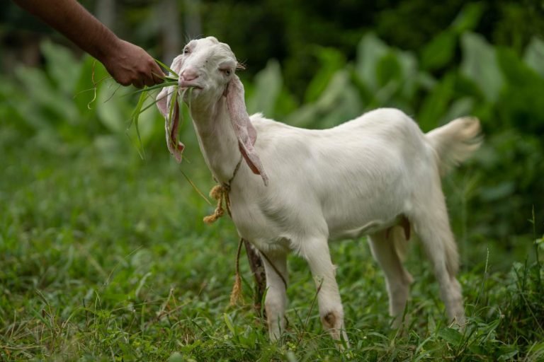 Livelihood