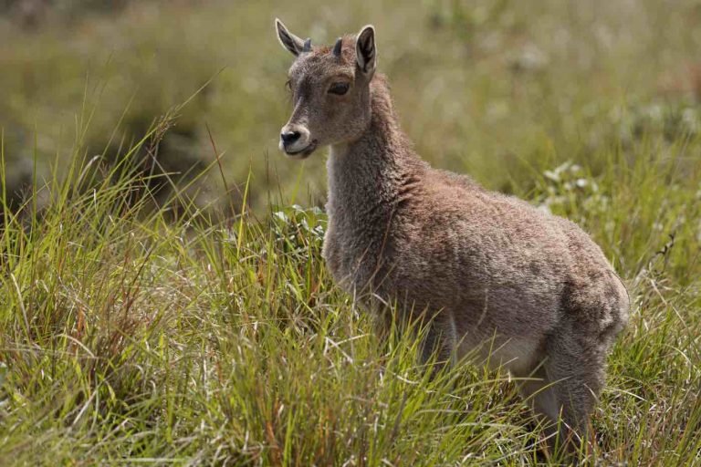RUMINANT ARTIODACTLY