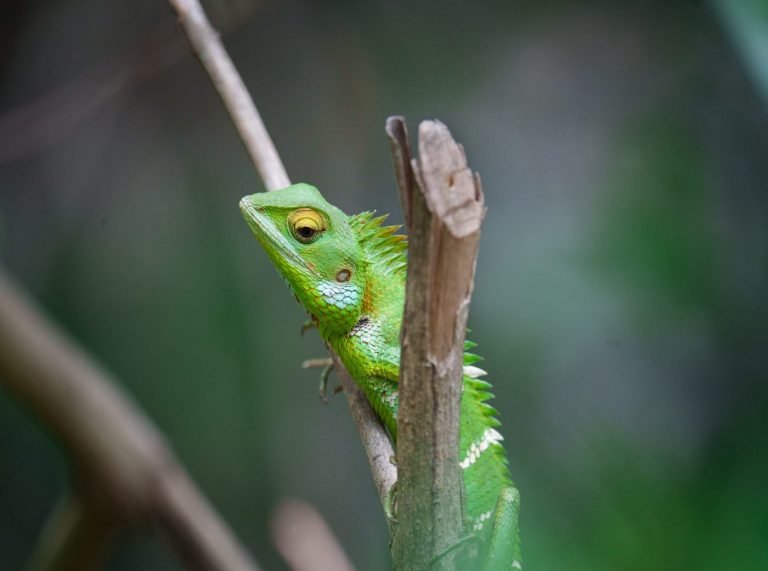 REPTILES