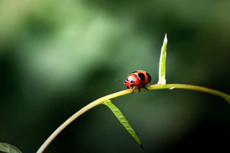 Natures Miniatures