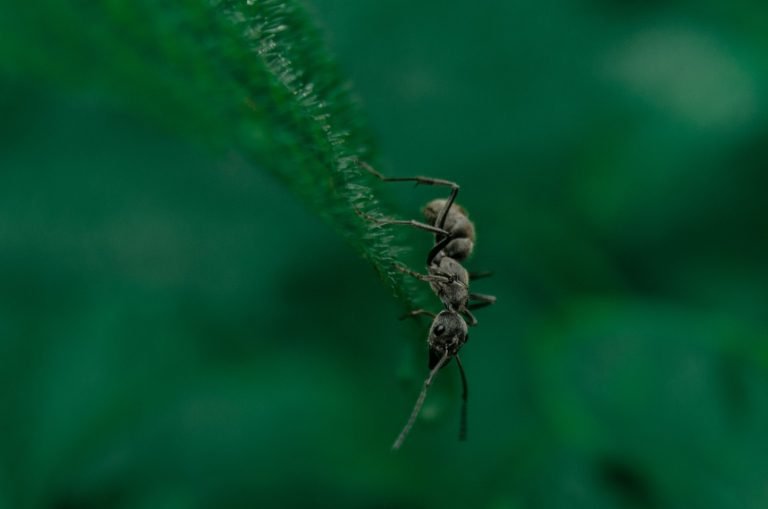 Close-up Capture
