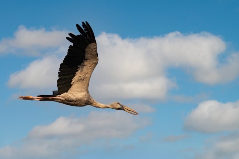 THE BEAUTY OF FLING AVIANS