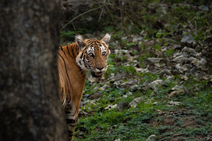 THE MAGNIFICENT TIGER