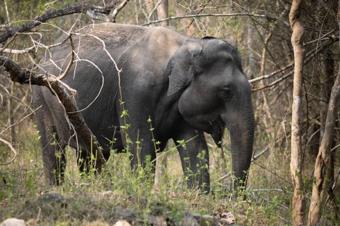 From Elephants to Art