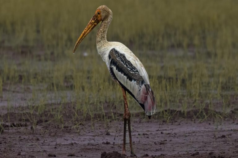Birds Beauty     