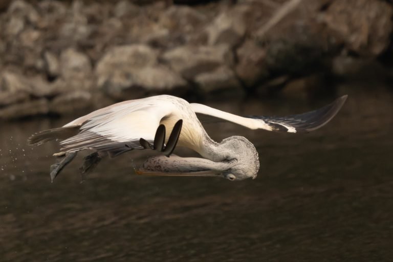 spot billed pelican while flying put his his head to downwards