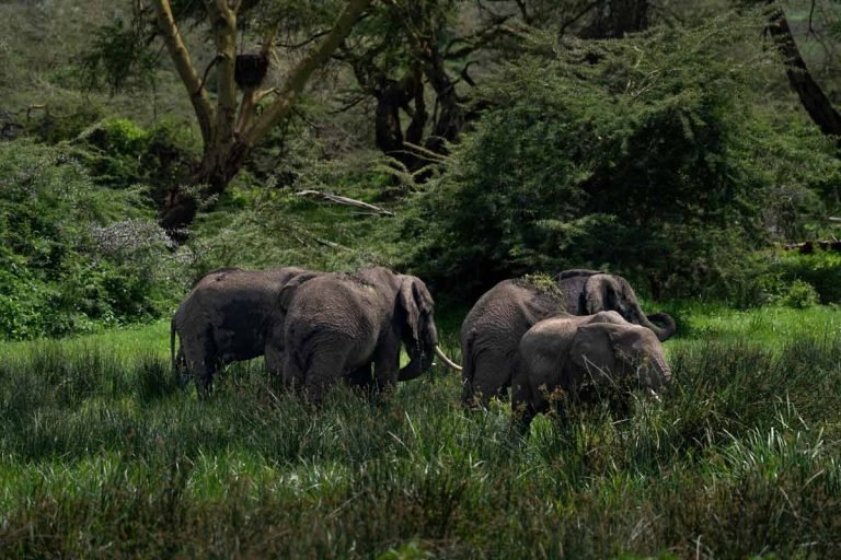 Gentle Giants