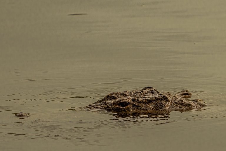 Nile Crocodile