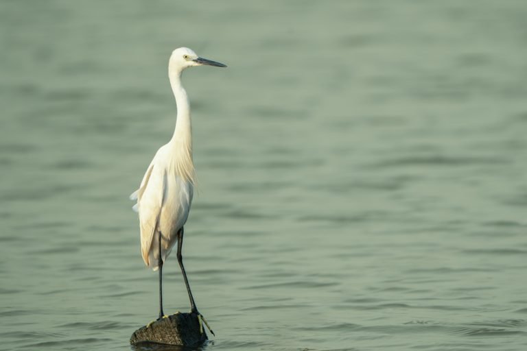 Wetland Watchers