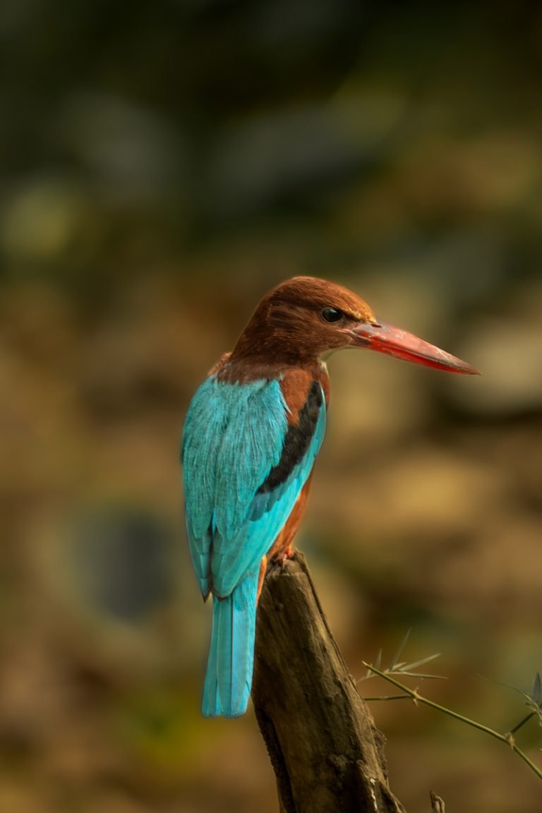 Serene Perches