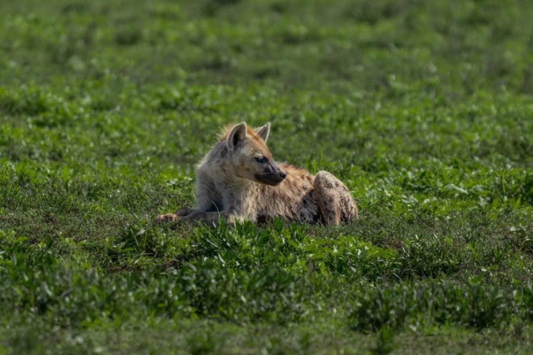 Stalk