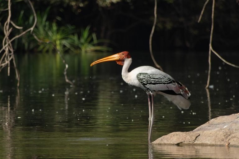 Avian Haven