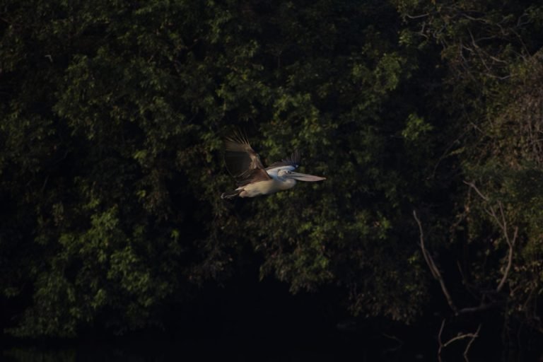 Aero Migration