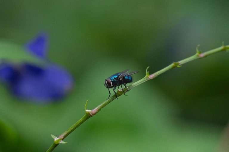 Insect Serenity