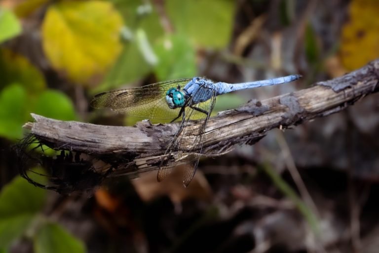 Tiny Wings