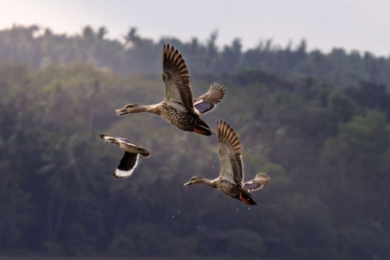 Spot billed