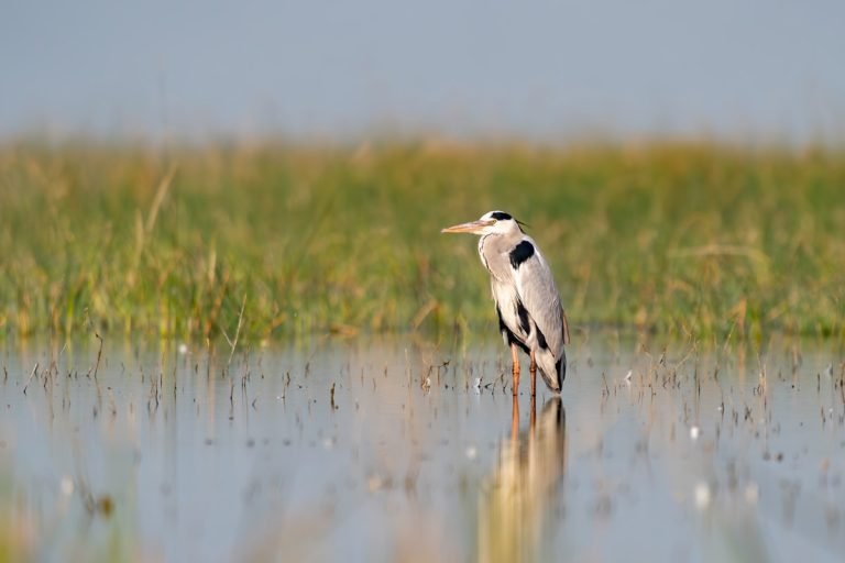 Marshland Musings